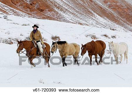 Stock Image - Cowgirl herding horses in winter Shell, Wyoming, Usa. Fotosearch