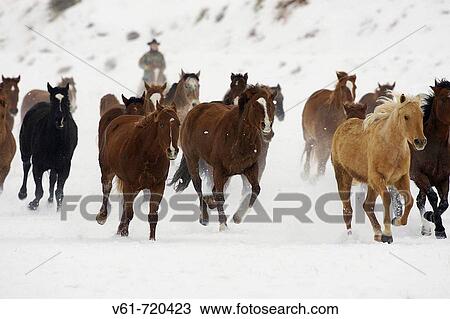 Cowgirl herding horses in winter, Shell, Wyomin, Usa View Large Photo Image Stock Image - Cowgirl herding horses in winter, Shell, Wyomin, Usa. Fotosearch