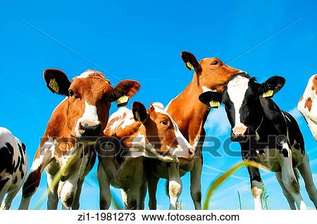 cows and blue sky in the Netherlands View Large Photo Image Stock Image - cows and blue sky in the Netherlands. Fotosearch