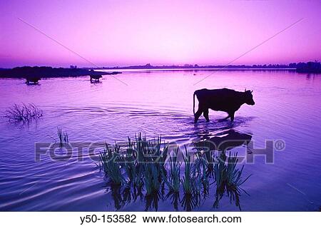 Cows at Boca del Lobo, Doana Narional Park. Huelva province, Andalucia, Spain View Large Photo Image Stock Image - Cows at Boca del Lobo, Doana Narional Park. Huelva province, Andalucia, Spain. Fotosearch