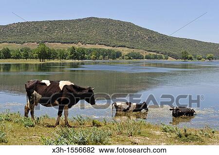cows by the Dayet Aoua lake, around Ifrane, Middle Atlas, Morocco, North Africa. View Large Photo Image Stock Image - cows by the Dayet Aoua lake, around Ifrane, Middle Atlas, Morocco, North Africa.. Fotosearch