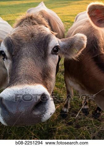 cows, derbyshire, uk. View Large Photo Image Picture - cows, derbyshire, uk.. Fotosearch