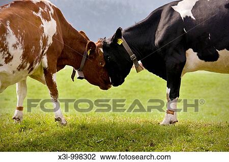Cows face to face Le Brassus Switzerland View Large Photo Image Stock Image - Cows face to face Le Brassus Switzerland. Fotosearch