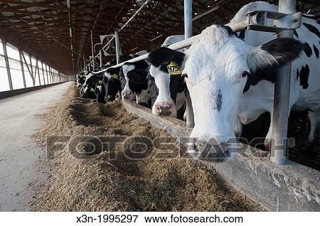 Cows feeding in an indoor barn stall in Lancaster Pennsylvania USA View Large Photo Image Stock Photo - Cows feeding in an indoor barn stall in Lancaster Pennsylvania USA. Fotosearch