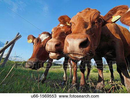 Stock Image - Cows Gnesta Sodermanland Sweden.. Fotosearch
