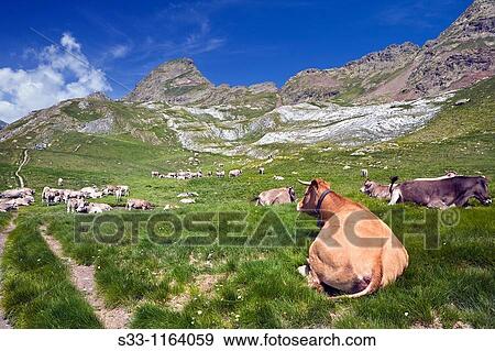 Cows graze and Salvaguardia Tuca Benasque Pyrenees Huesca Spain View Large Photo Image Stock Photo - Cows graze and Salvaguardia Tuca Benasque Pyrenees Huesca Spain. Fotosearch