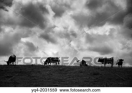 Stock Photo - Cows grazing along the coast of Llanes. Asturias. Spain.. Fotosearch