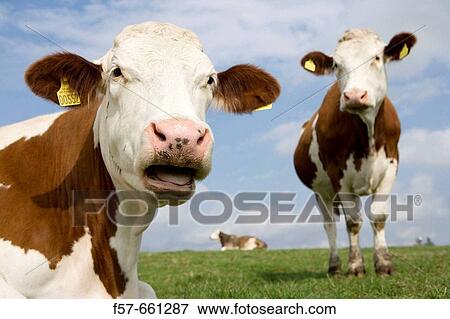 Cows grazing in Denmark View Large Photo Image Stock Photo - Cows grazing in Denmark. Fotosearch