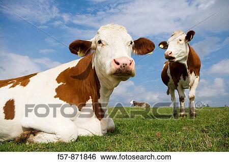 Stock Photograph - Cows grazing in Denmark. Fotosearch