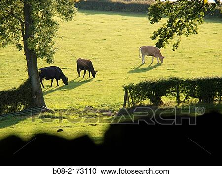 cows in a field derbyshire uk. View Large Photo Image Stock Image - cows in a field derbyshire uk.. Fotosearch