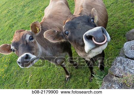 cows in a field derbyshire uk. View Large Photo Image Stock Image - cows in a field derbyshire uk.. Fotosearch
