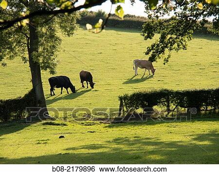 cows in a field derbyshire uk. View Large Photo Image Stock Photograph - cows in a field derbyshire uk.. Fotosearch