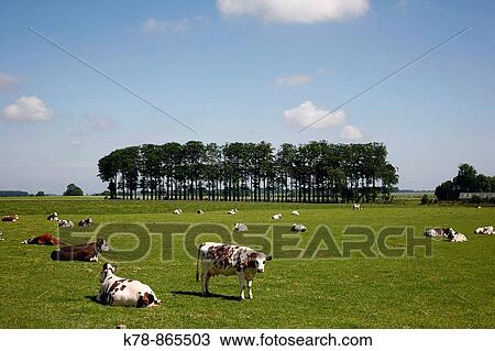 Cows in a field in Normandy, France View Large Photo Image Stock Image - Cows in a field in Normandy, France. Fotosearch