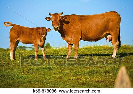 Cows in a meadow the Cabada, Cantabria, Spain View Large Photo Image Stock Photograph - Cows in a meadow the Cabada, Cantabria, Spain. Fotosearch