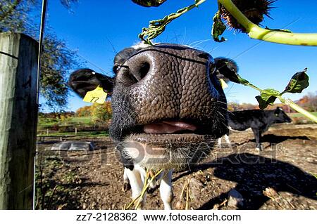 Cows in a Pennsylvania pasture. View Large Photo Image Stock Image - Cows in a Pennsylvania pasture.. Fotosearch