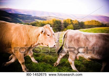 Cows living outdoors, Irati forest, Navarra, Spain View Large Photo Image Stock Photography - Cows living outdoors, Irati forest, Navarra, Spain. Fotosearch