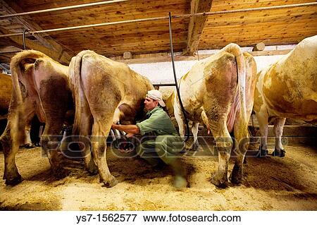 Cows milking in a cattle shed in the Dolomites, Belluno, Italy, Europe View Large Photo Image Stock Photo - Cows milking in a cattle shed in the Dolomites, Belluno, Italy, Europe. Fotosearch