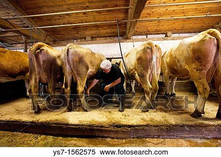 Cows milking in a cattle shed in the Dolomites, Belluno, Italy, Europe View Large Photo Image Stock Photography - Cows milking in a cattle shed in the Dolomites, Belluno, Italy, Europe. Fotosearch
