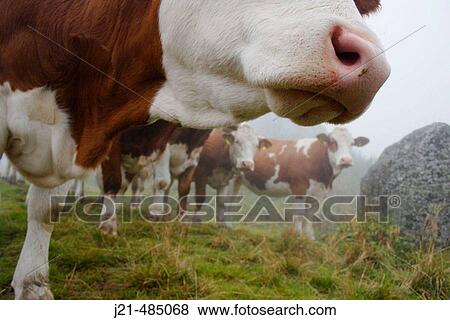 Cows on alpine meadow, Mallnitz, Hohe Tauern National Park, Alps, K? rnten/Carinthia, Austria View Large Photo Image Stock Photo - Cows on alpine meadow, Mallnitz, Hohe Tauern National Park, Alps, K? rnten/Carinthia, Austria. Fotosearch