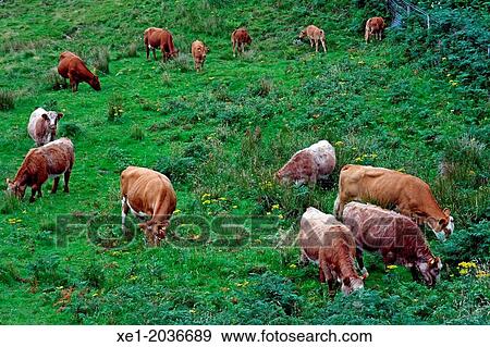 Cows, Staffin, Isle of Skye, Highland, Scotland, UK View Large Photo Image Stock Photo - Cows, Staffin, Isle of Skye, Highland, Scotland, UK. Fotosearch