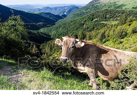 Cows standing on Pyrenees track mountain, Aragon, Spain View Large Photo Image Picture - Cows standing on Pyrenees track mountain, Aragon, Spain. Fotosearch