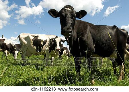 Cows View Large Photo Image Stock Image - Cows. Fotosearch