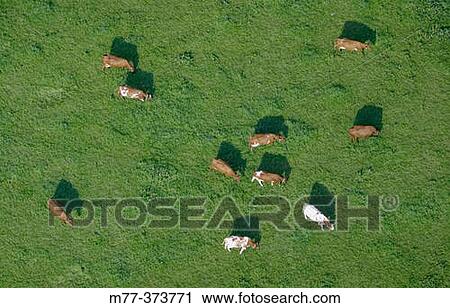 Cows. V? rmland. Sweden View Large Photo Image Stock Image - Cows. V? rmland. Sweden. Fotosearch
