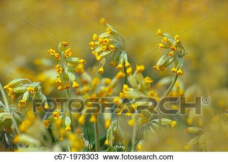 Cowslips Primula veris on conservation headland on organic farm Norfolk. View Large Photo Image Stock Image - Cowslips Primula veris on conservation headland on organic farm Norfolk.. Fotosearch
