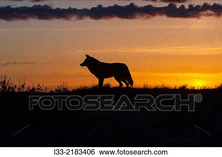 Stock Photograph - Coyote at sunset.. Fotosearch