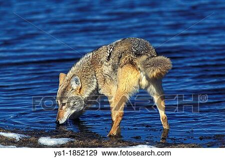 Coyote, canis latrans, Adult Drinking Water, Montana View Large Photo Image Stock Photo - Coyote, canis latrans, Adult Drinking Water, Montana. Fotosearch