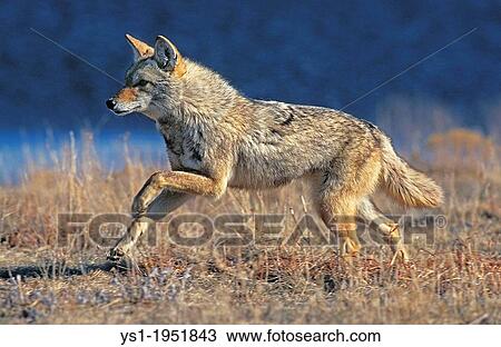 Coyote, canis latrans, Adult running, Montana. View Large Photo Image Stock Image - Coyote, canis latrans, Adult running, Montana.. Fotosearch