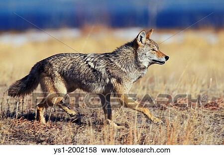Coyote, canis latrans, Adult running, Montana. View Large Photo Image Stock Photo - Coyote, canis latrans, Adult running, Montana.. Fotosearch