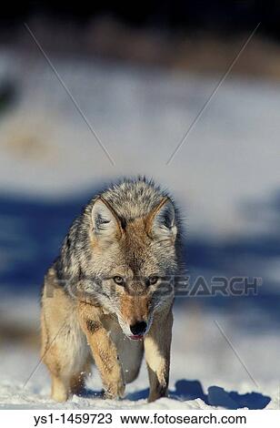 Stock Image - COYOTE canis latrans, ADULT STANDING ON SNOW, MONTANA. Fotosearch