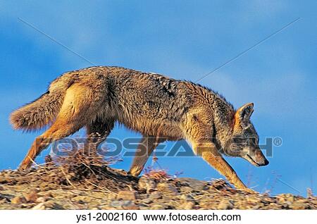 Coyote, canis latrans, Adult walking, Montana. View Large Photo Image Stock Image - Coyote, canis latrans, Adult walking, Montana.. Fotosearch