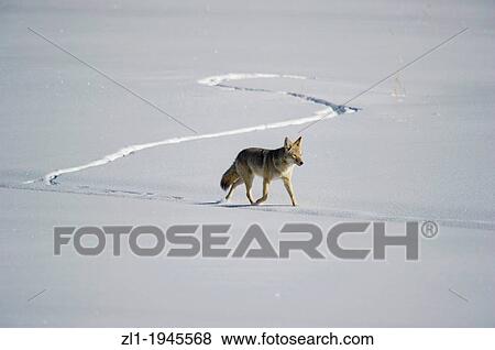 Stock Photo - Coyote Canis latrans hunting along Lamar Valley at Yellowstone National Park, Mammoth Hot Springs, Wyoming, USA. Fotosearch