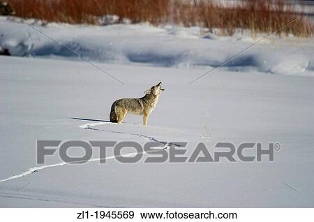 Coyote Canis latrans hunting along Lamar Valley at Yellowstone National Park, Mammoth Hot Springs, Wyoming, USA View Large Photo Image Stock Photo - Coyote Canis latrans hunting along Lamar Valley at Yellowstone National Park, Mammoth Hot Springs, Wyoming, USA. Fotosearch