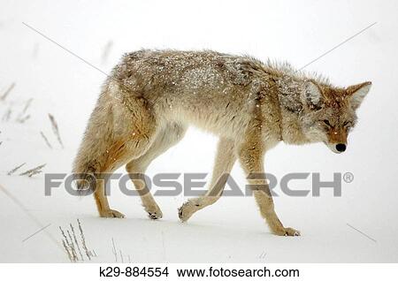 Coyote Canis latrans in winter habitat View Large Photo Image Picture - Coyote Canis latrans in winter habitat. Fotosearch