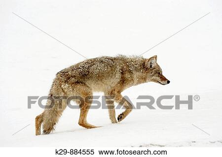 Coyote Canis latrans in winter habitat View Large Photo Image Stock Photography - Coyote Canis latrans in winter habitat. Fotosearch