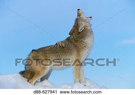 Coyote (Canis latrans). View Large Photo Image Stock Image - Coyote (Canis latrans).. Fotosearch