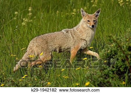 Stock Image - Coyote (Canis latrans) Trotting through flower meadow near park road, Glacier National Park, Montana, USA.. Fotosearch