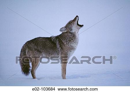 Coyote (Canis latrans), Yellowstone National Park. Wyoming, USA View Large Photo Image Picture - Coyote (Canis latrans), Yellowstone National Park. Wyoming, USA. Fotosearch