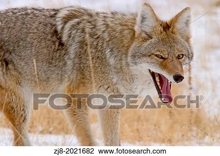 Stock Image - Coyote Yawning, Yellowstone, Wyoming, USA. Fotosearch