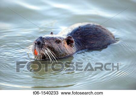 Coypu / Nutria swimming Myocastor coypus Camargue reserve, Bouches du Rhone, France View Large Photo Image Stock Image - Coypu / Nutria swimming Myocastor coypus Camargue reserve, Bouches du Rhone, France. Fotosearch