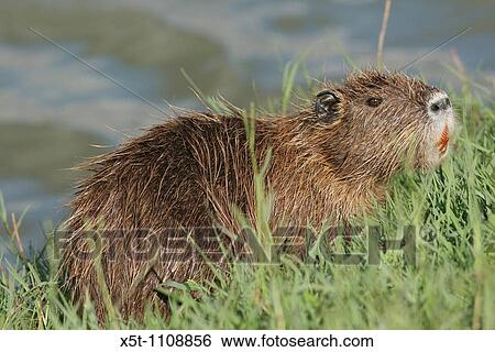 coypu, or nutria Myocastor coypus Israel, Hula Valley July 2007 View Large Photo Image Stock Photograph - coypu, or nutria Myocastor coypus Israel, Hula Valley July 2007. Fotosearch