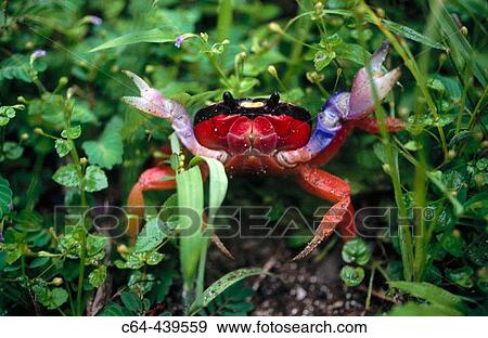 Crab at Manuel Antonio National Park mangroves. Costa Rica View Large Photo Image Stock Photo - Crab at Manuel Antonio National Park mangroves. Costa Rica. Fotosearch