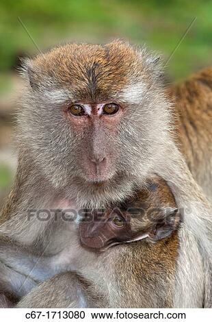 Crab-eating Macaque Macaca fasdicularis female with infant on beach Southern Thailand View Large Photo Image Stock Image - Crab-eating Macaque Macaca fasdicularis female with infant on beach Southern Thailand. Fotosearch
