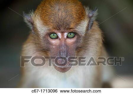 Crab-eating Macaque Macaca fasdicularis young on beach Southern Thailand View Large Photo Image Stock Photograph - Crab-eating Macaque Macaca fasdicularis young on beach Southern Thailand. Fotosearch