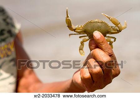 Crab on the beach of San Juan del Sur, Nicaragua View Large Photo Image Stock Photo - Crab on the beach of San Juan del Sur, Nicaragua. Fotosearch