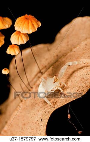Crab spider and leaf mushrooms View Large Photo Image Stock Photo - Crab spider and leaf mushrooms. Fotosearch