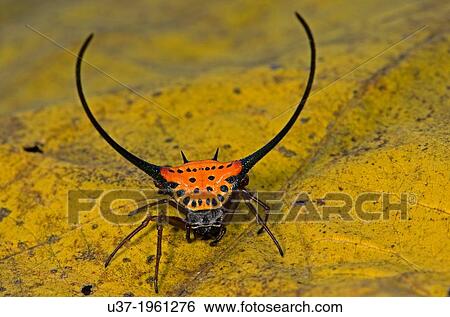 Crab spider. Image taken at Kampung Skudup, Sarawak, Malaysia. View Large Photo Image Stock Photograph - Crab spider. Image taken at Kampung Skudup, Sarawak, Malaysia.. Fotosearch